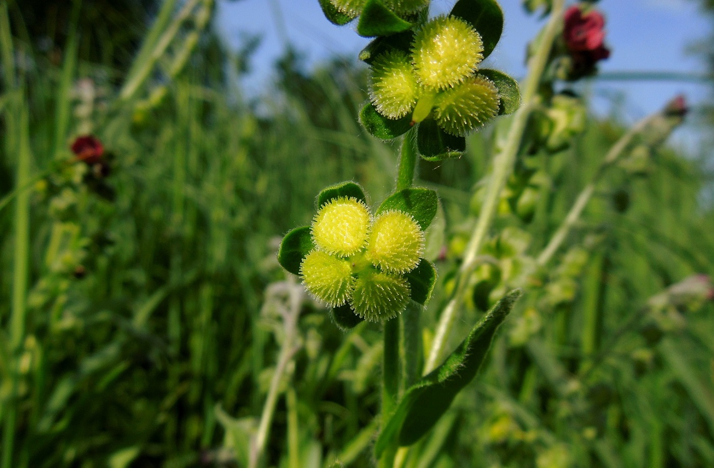 Изображение особи Cynoglossum officinale.