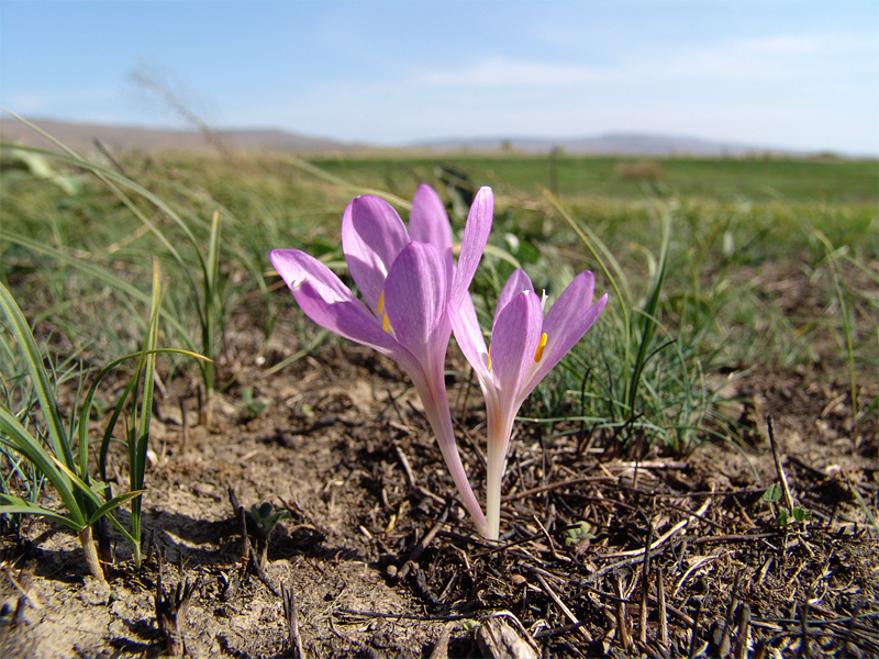 Изображение особи Colchicum laetum.