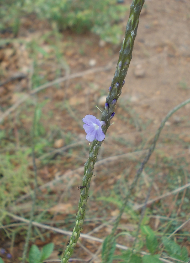 Изображение особи Stachytarpheta jamaicensis.