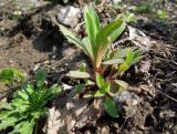 Myosotis sparsiflora. Зацветающее растение. Московская обл., ж.-д. станция Люберцы-2, обочина ж.-д. насыпи. 29.04.2014.