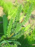 Salix udensis. Верхушка плодоносящего растения. Камчатский край, г. Петропавловск-Камчатский, Октябрьский р-н, подлесок ольхового леса. 16.06.2014.