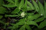 genus Valeriana