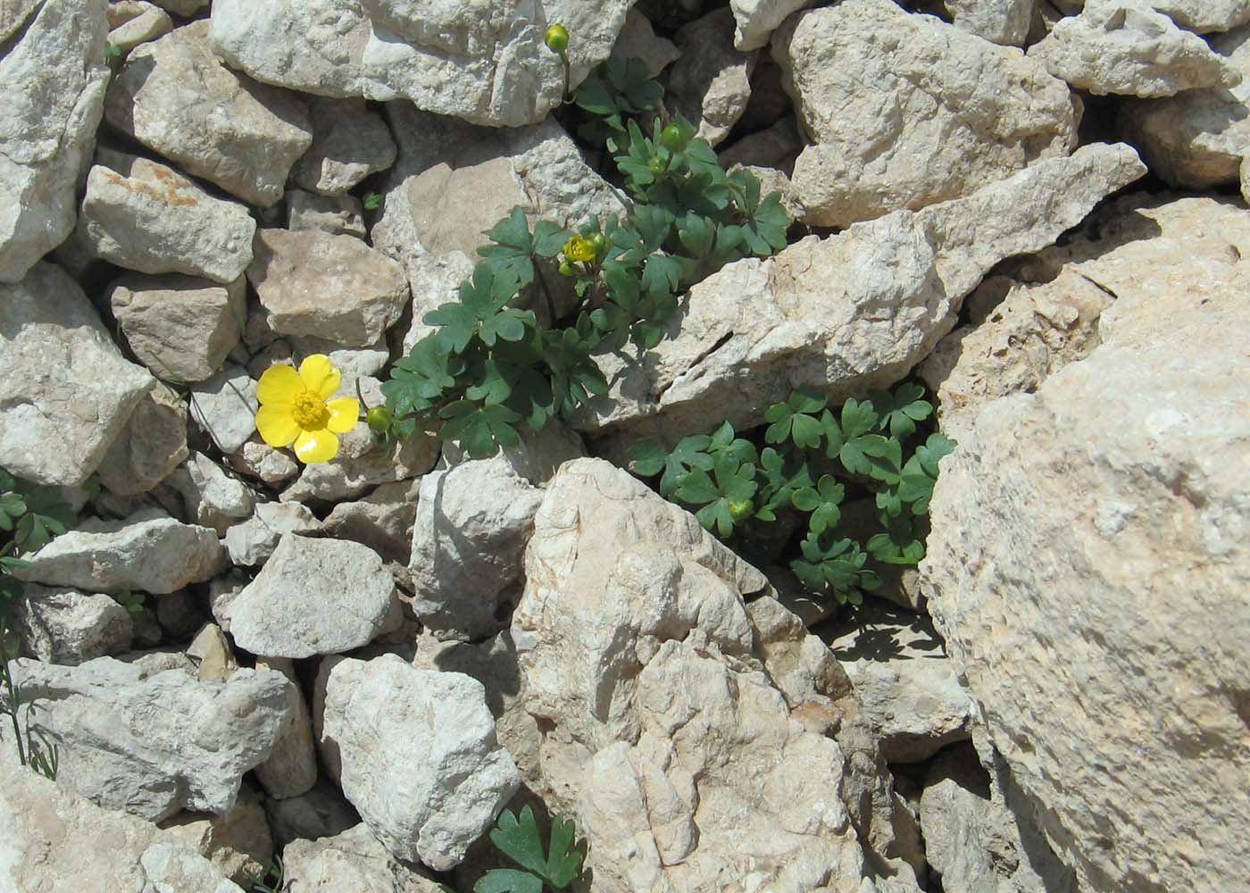 Изображение особи Ranunculus demissus.