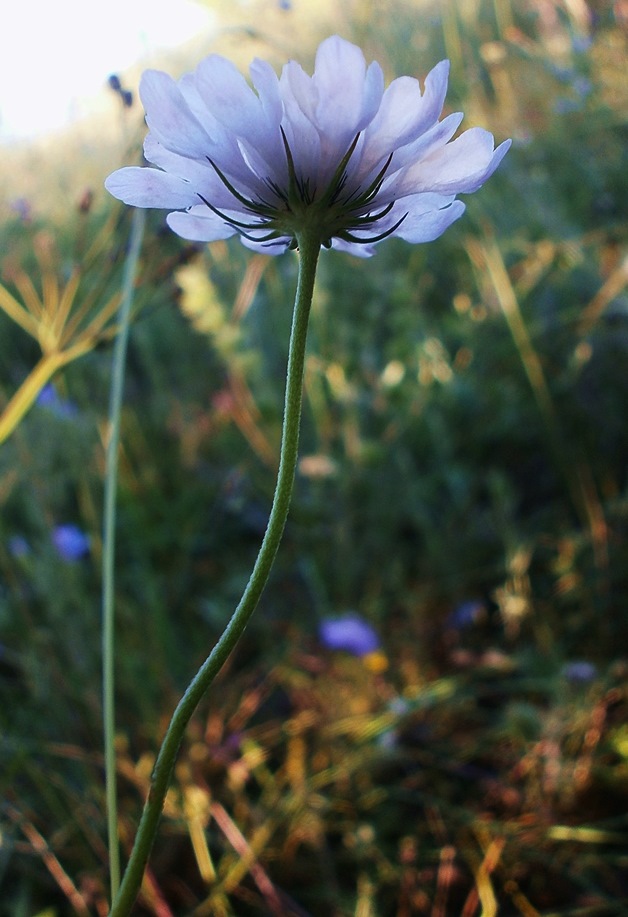 Изображение особи Scabiosa columbaria.