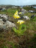 Primula macrocalyx