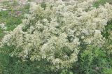 Clematis lathyrifolia. Цветущее растение. Черноморское побережье Кавказа, Новороссийский р-н, близ пос. Верхнебаканский, разнотравная степь. 8 июня 2014 г.