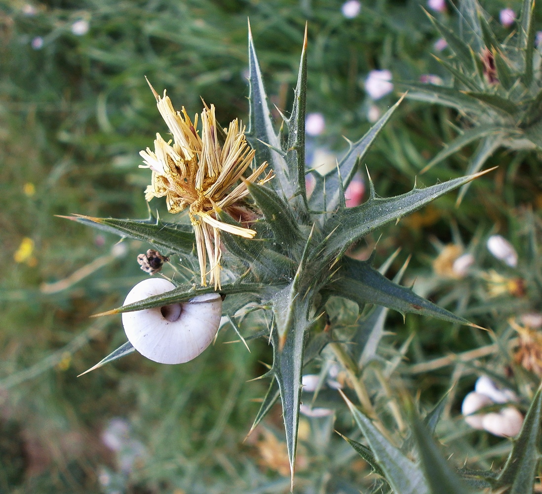 Image of Carthamus lanatus specimen.