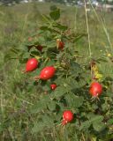 Rosa pulverulenta