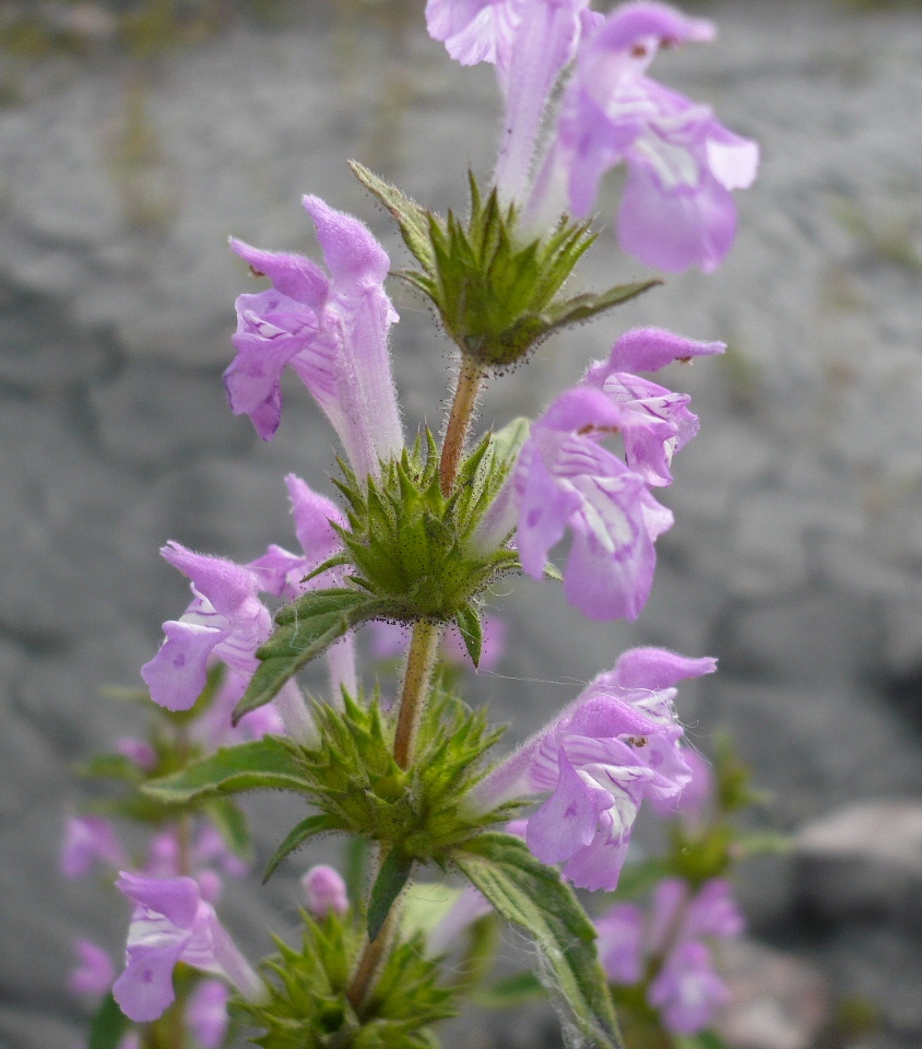 Изображение особи Galeopsis ladanum.