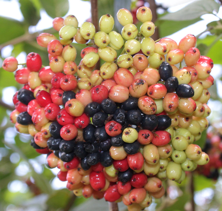 Image of Viburnum lantana specimen.