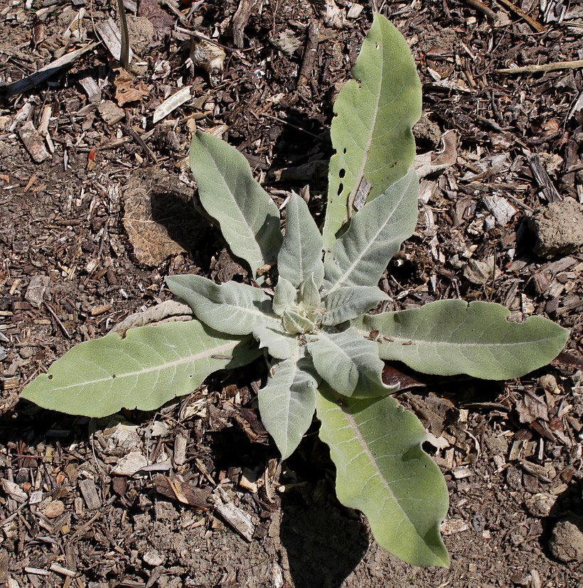 Image of Verbascum pulverulentum specimen.
