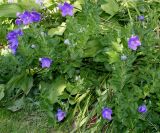 Platycodon grandiflorus. Цветующие растения. Германия, г. Дюссельдорф, Ботанический сад университета. 03.07.2014.