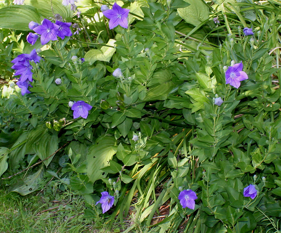 Изображение особи Platycodon grandiflorus.