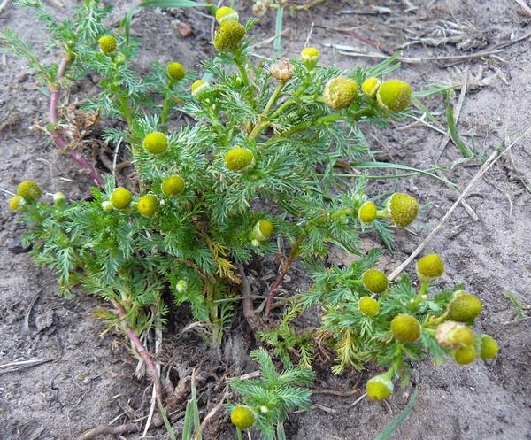 Изображение особи Matricaria discoidea.