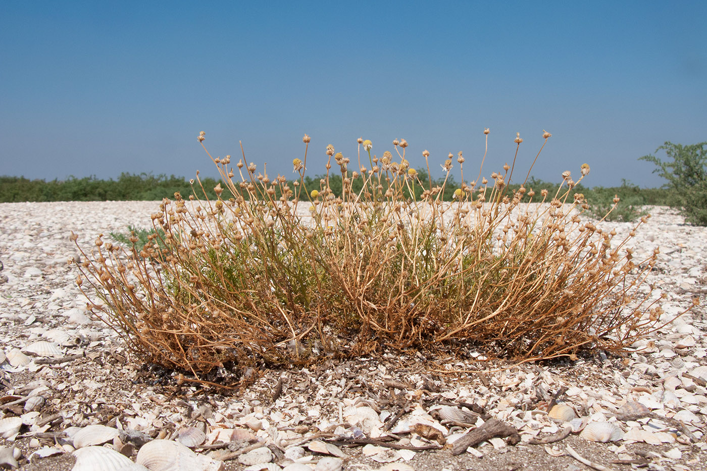 Image of Matricaria tzvelevii specimen.