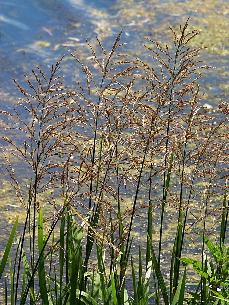 Image of Glyceria maxima specimen.