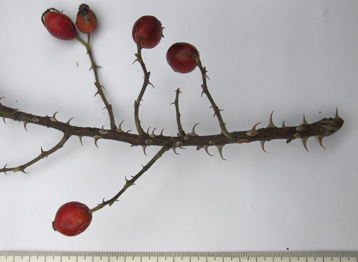 Image of Rosa marginata specimen.