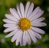 Boltonia asteroides variety latisquama. Соцветие ('Nana'). Германия, г. Крефельд, Ботанический сад. 06.09.2014.