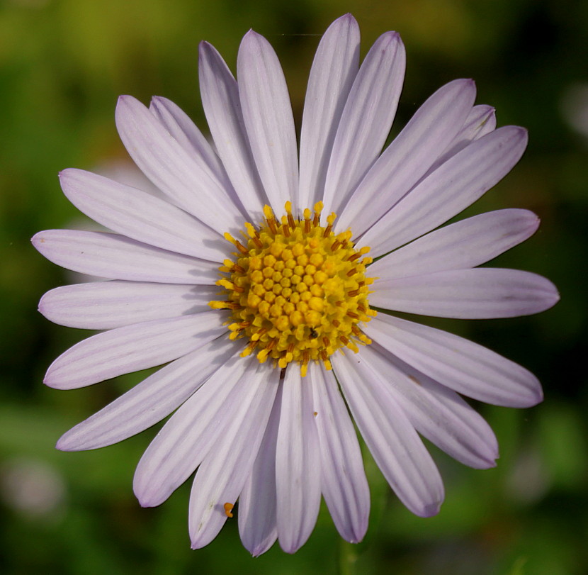 Image of Boltonia asteroides var. latisquama specimen.