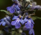 Ajuga reptans. Цветки. Московская обл., Раменский р-н, окр. пл. Хрипань, смешанный лес у просеки под ЛЭП. 23.05.2014.