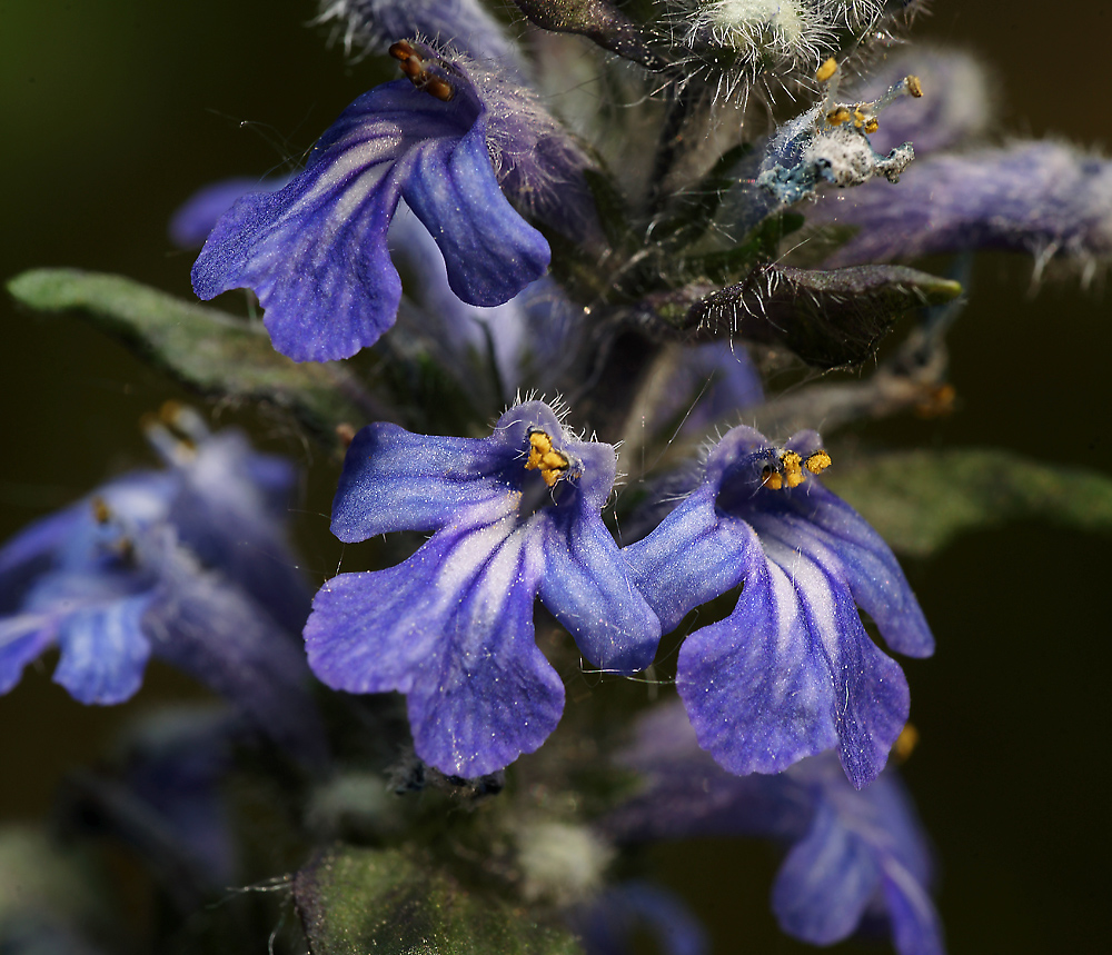 Image of Ajuga reptans specimen.