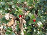 Ilex colchica