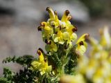 Pedicularis oederi
