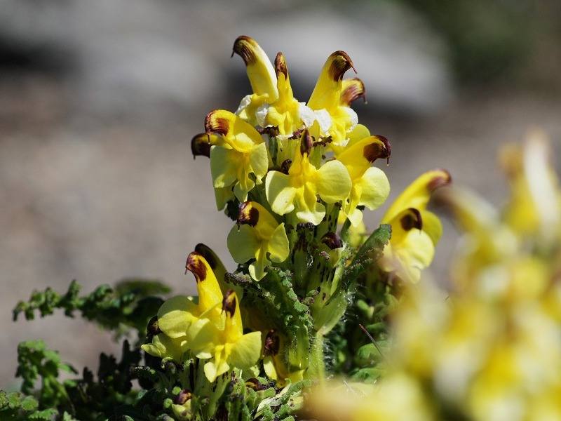 Изображение особи Pedicularis oederi.