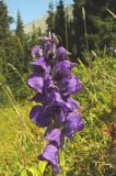 Aconitum soongaricum