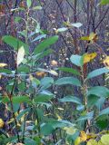 Salix caprea