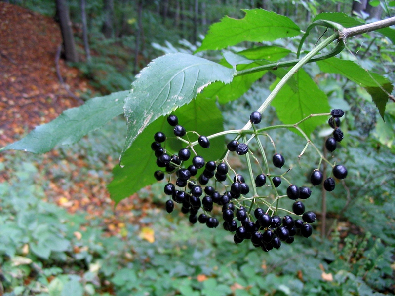 Image of Sambucus nigra specimen.