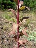 Hylotelephium triphyllum