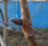 Juglans regia. Часть побега с цветочной почкой. Краснодарский край, Кущёвский р-н, станица Шкуринская. 29.11.2009.