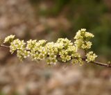 Spiraea hypericifolia. Веточка с соцветиями. Кыргызстан, Чуйская обл., Аламединское ущелье. 05.05.2015.