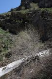 Padellus mahaleb. Растение в начале вегетации. Южный Казахстан, горы Алатау, Скалистое ущелье. 22.04.2014.