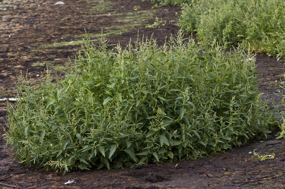 Изображение особи Atriplex nudicaulis.