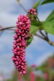 Persicaria orientalis