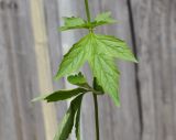 Geum urbanum