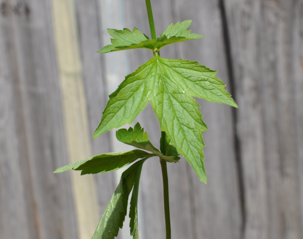 Image of Geum urbanum specimen.