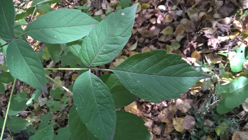 Image of Acer negundo specimen.