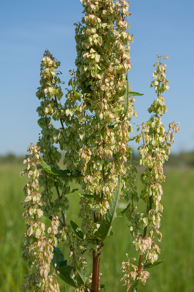 Изображение особи Rumex aquaticus.