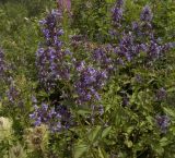 Nepeta grandiflora