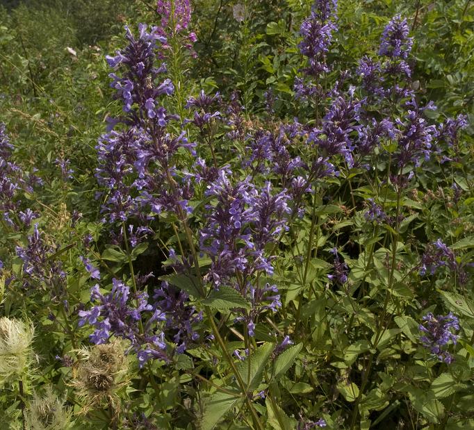 Image of Nepeta grandiflora specimen.