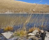 Deschampsia cespitosa