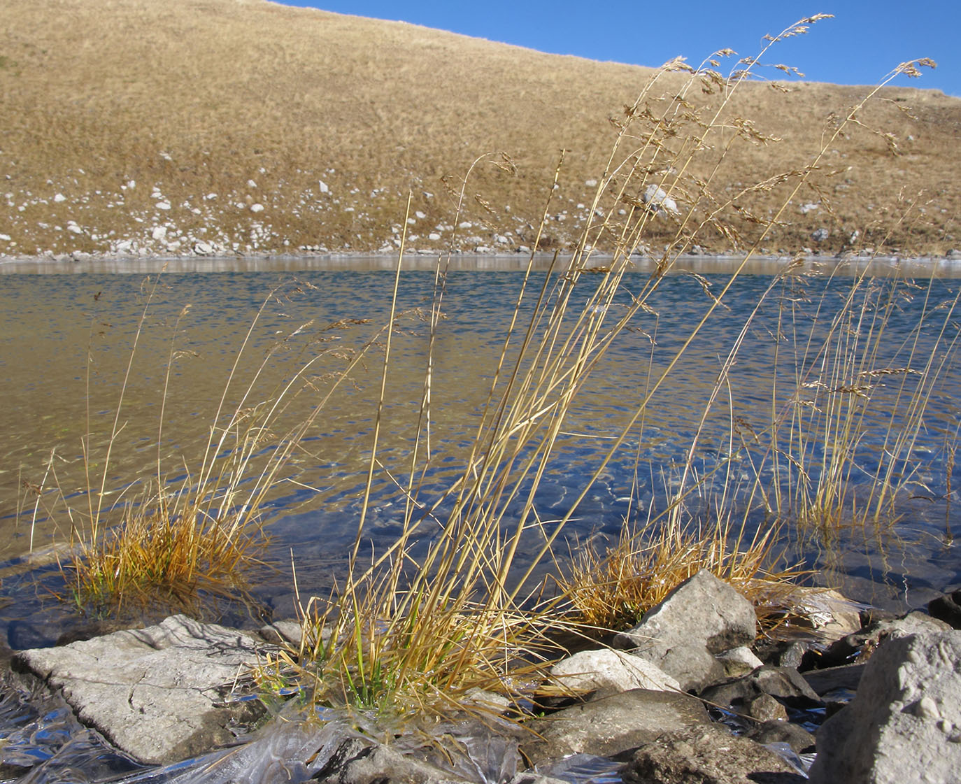 Image of Deschampsia cespitosa specimen.