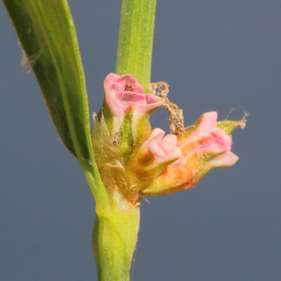 Image of Polygonum aviculare specimen.