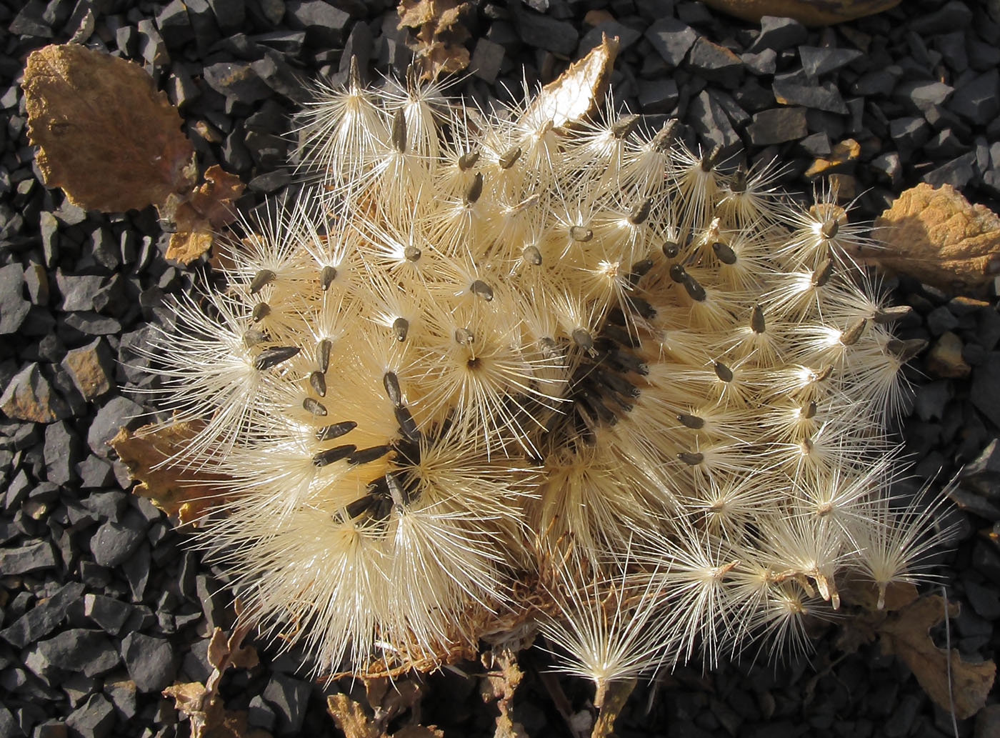 Изображение особи Jurinella moschus.