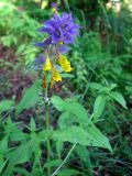 Melampyrum nemorosum