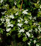 Crataegus rhipidophylla