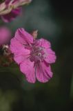Image of taxon representative. Author is Владимир Эпиктетов